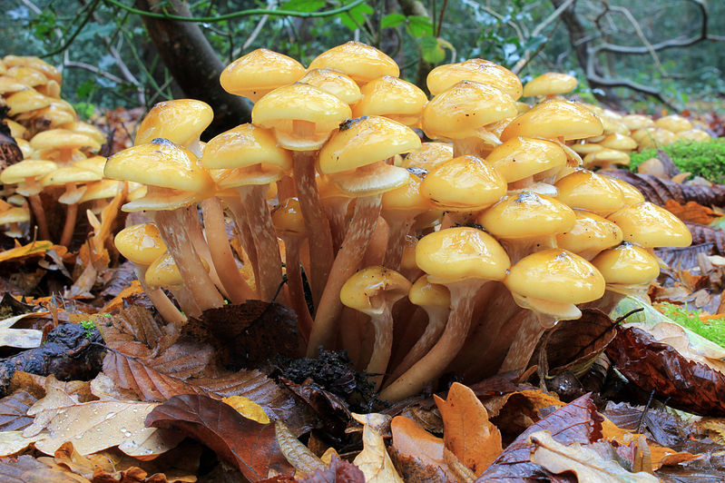 https://commons.wikimedia.org/wiki/File:Armillaria_mellea,_Honey_Fungus,_UK_1.jpg