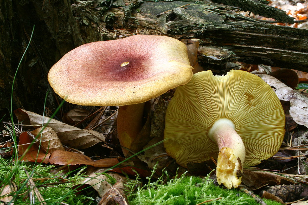 https://commons.wikimedia.org/wiki/File:Tricholomopsis_rutilans_20070925wb.JPG